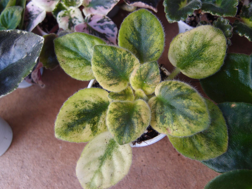 P4248960 - N Printsessa na Goroshine