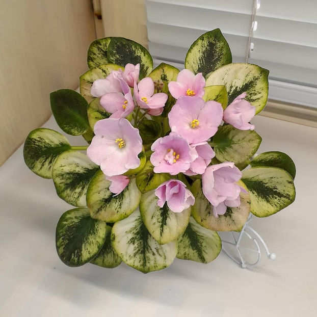 poza net - N Printsessa na Goroshine