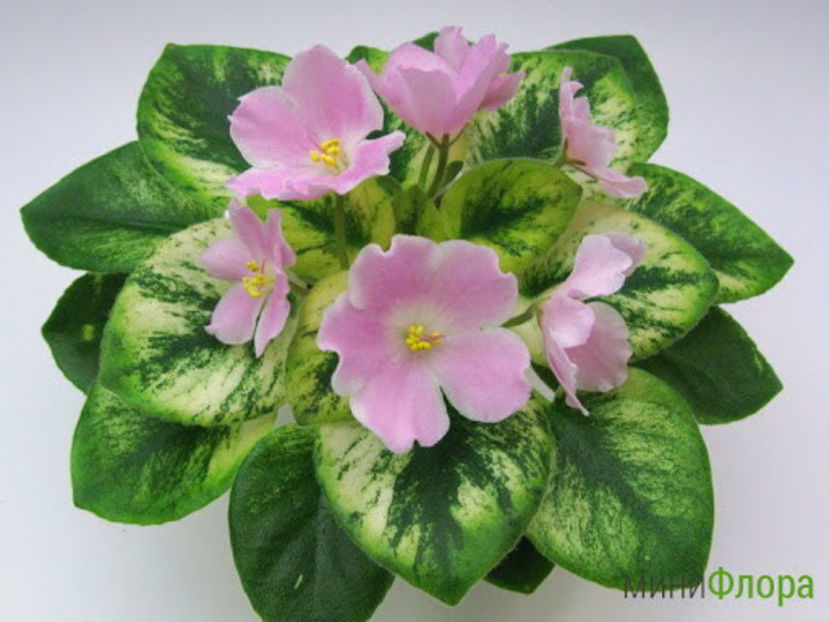 poza net - N Printsessa na Goroshine