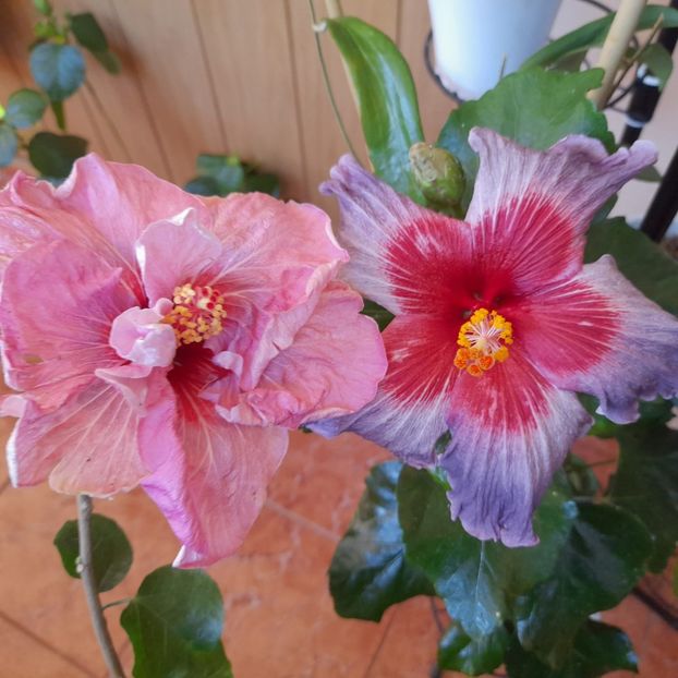 26.04.2022 - Chis Garden Roses of Palms