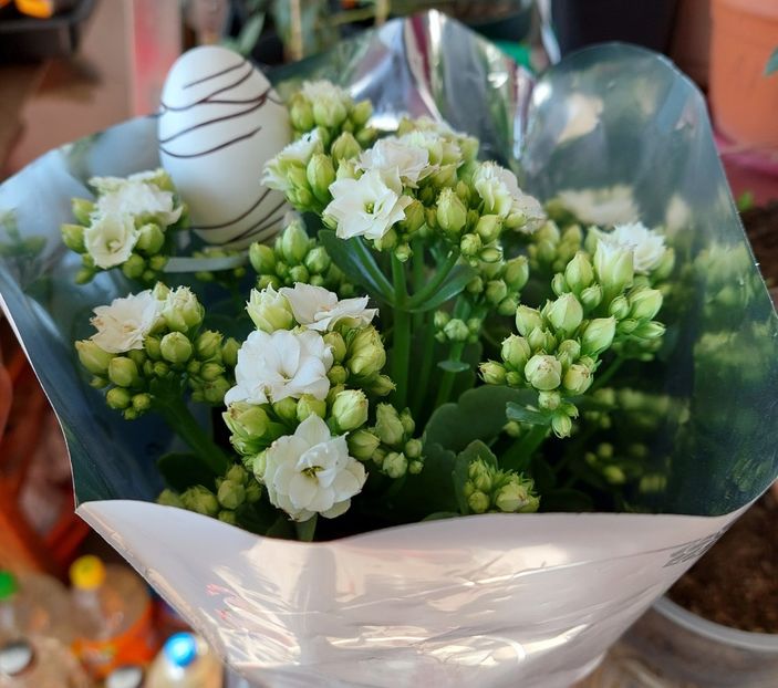  - Kalanchoe