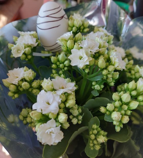  - Kalanchoe