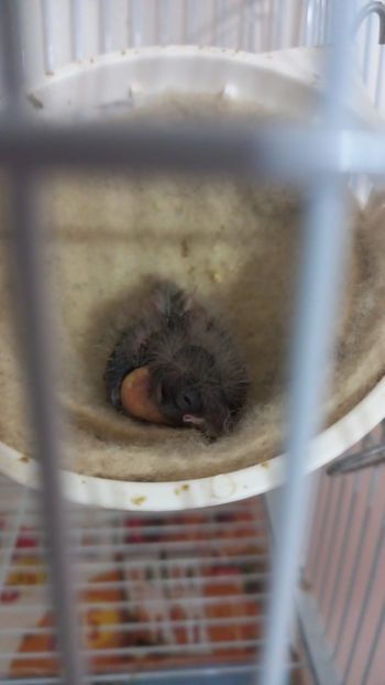 52CF61B1-FBC3-41D8-802D-FE01D77C505C - Canari
