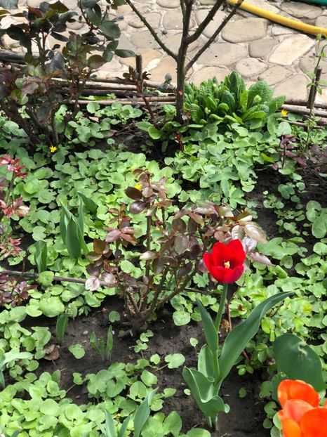 WhatsApp Image 2022-04-26 at 16.31.41 (24) - 02 26 04 2022 a treia zi de PASTE