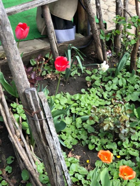 WhatsApp Image 2022-04-26 at 16.32.14 (4) - 02 26 04 2022 a treia zi de PASTE