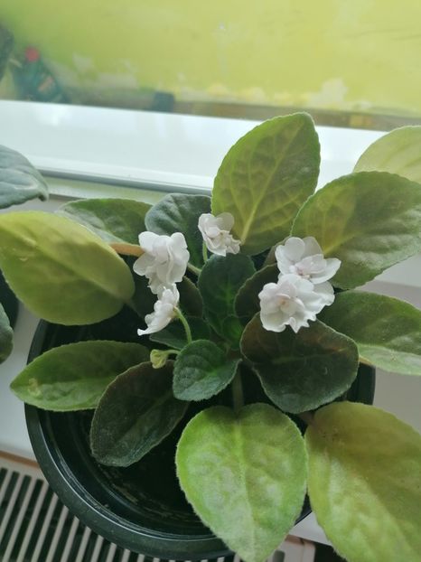  - Marius cu prietenii