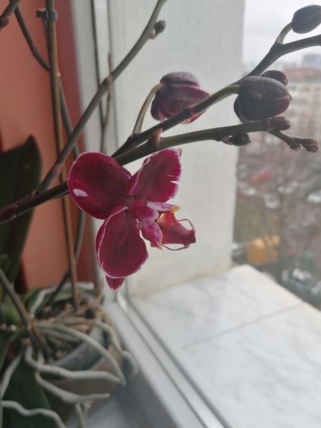  - Marius cu prietenii