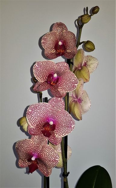 I-Hsin Sesame 2 - Phalaenopsis 2