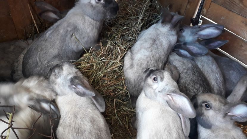 iepuri secuiesti 2022 - LA GRAMADA