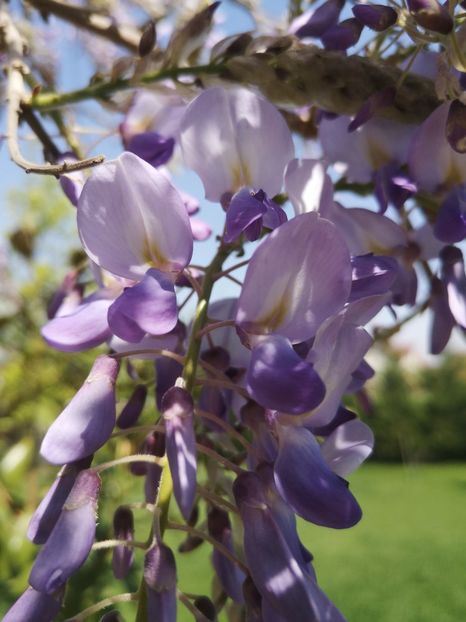 wisteria mov - arbori ornamentali 2022