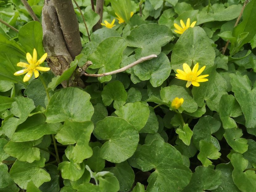 piciorul cocosului - Gradina flori 2025