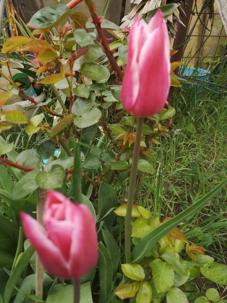  - Gradina flori 2025