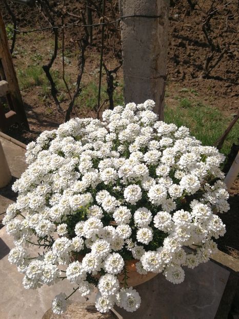 Iberis - Si citeva ghivece