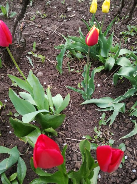  - Flori de grădină-2022