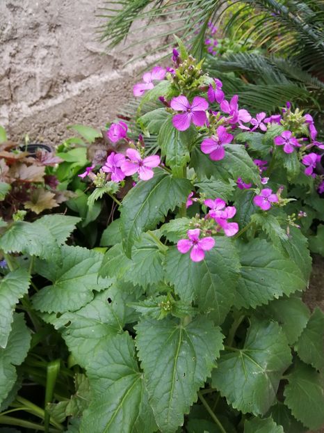  - Flori de grădină-2022