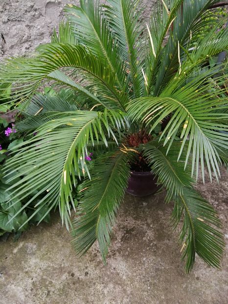  - Flori de grădină-2022