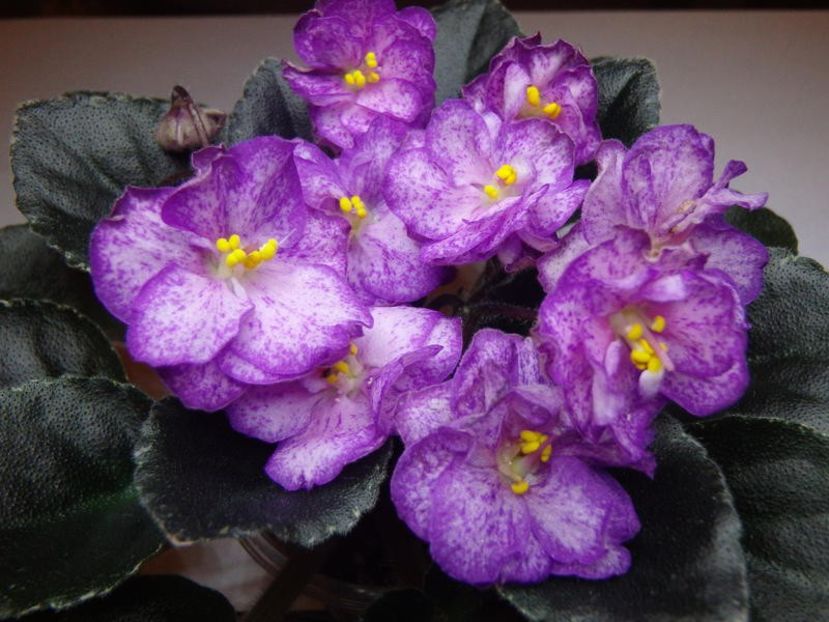 Н-Ностальгия - DORINTE