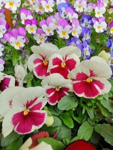 Panseluțe alb rosu❤️ - 0 0 2022