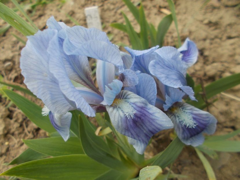  - Irisi -2022 Pumila si Barbata Nana