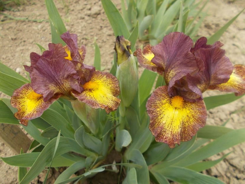  - Irisi -2022 Pumila si Barbata Nana