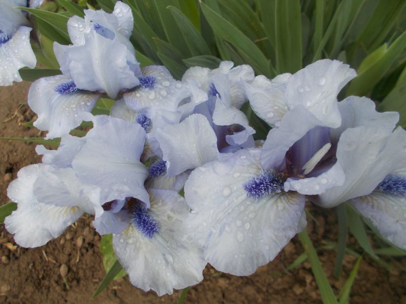  - Irisi -2022 Pumila si Barbata Nana