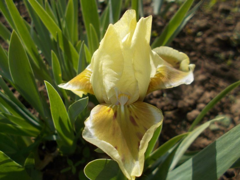  - Irisi -2022 Pumila si Barbata Nana