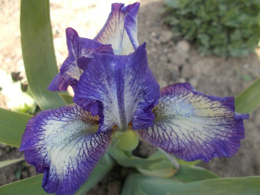  - Irisi -2022 Pumila si Barbata Nana