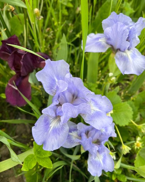 BE675D30-A64D-455B-AC5B-032C64E7687E - IRISI 2021 22