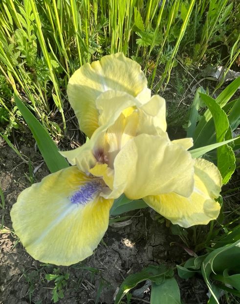 E0742A11-D188-4799-976E-3E1EB5E36C0A - IRISI 2021 22