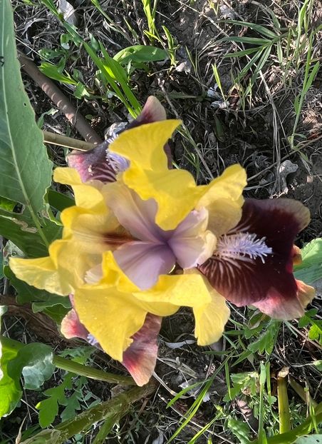 6184AB5D-A00F-4EE1-8F1B-163F6A73C0BD - IRISI 2021 22