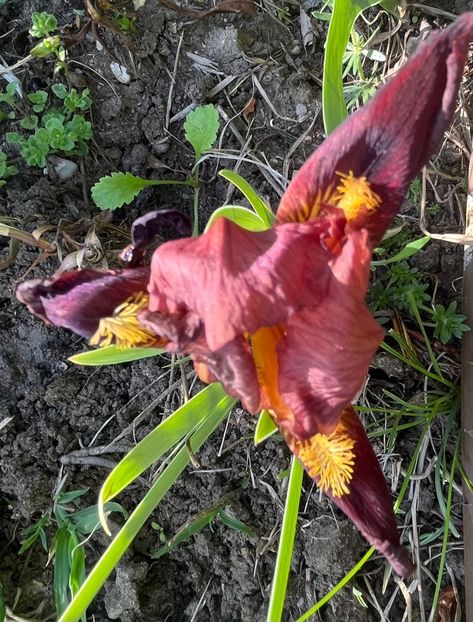 9EB80D36-9C4D-45A1-AD94-2C8A33B763F5 - IRISI 2021 22