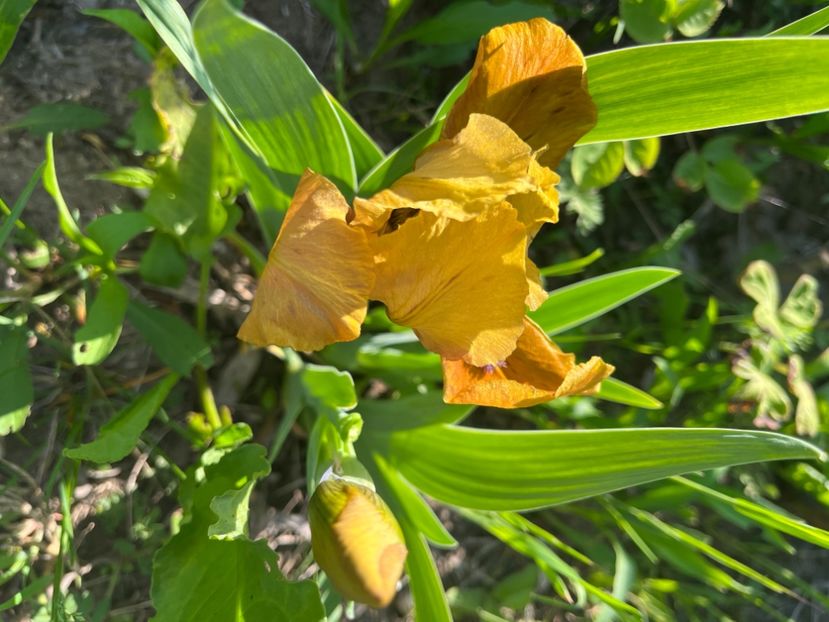 F3A6FFB5-C118-4BC2-A8C2-4876CCF2FB01 - IRISI 2021 22