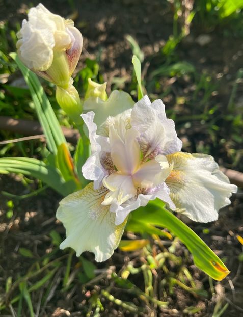 F90937BB-B826-4640-A3D5-47E10976A9C4 - IRISI 2021 22