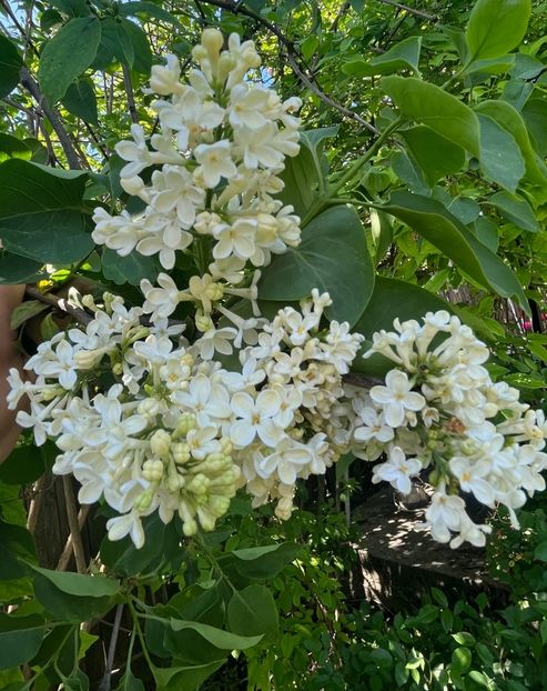 CF178666-AE5F-4062-866C-231F172AAA42 - Arbuști 2021-2023