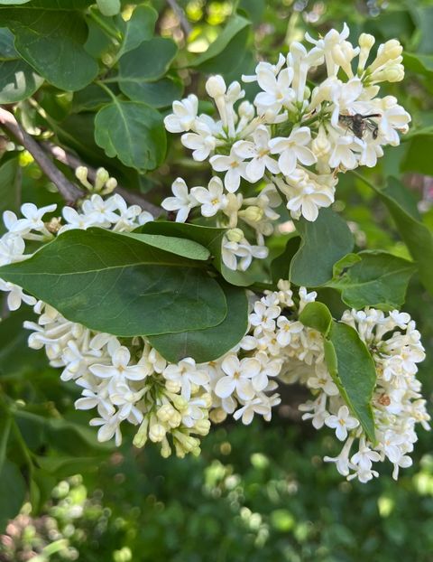 FA398A48-2077-4BB4-8AAD-673908B844F5 - Arbuști 2021-2023