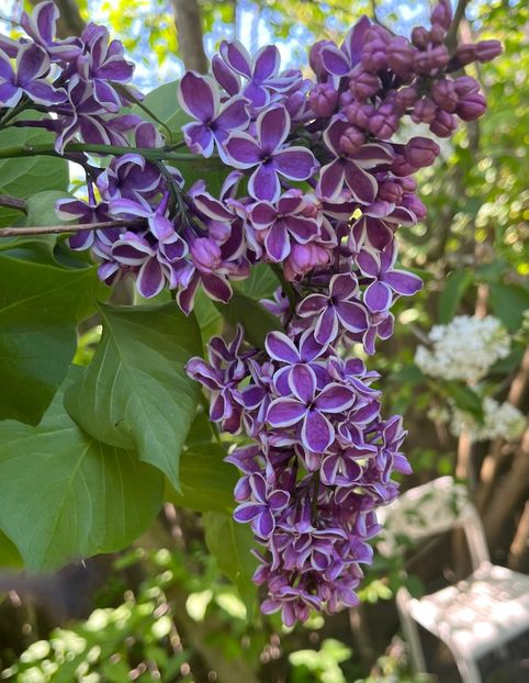 0CAB167D-F245-4B68-B198-9721A5D2EFAA - Arbuști 2021-2023