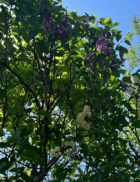 81A6DE43-FED7-450F-A9C7-10CC7E360099 - Arbuști 2021-2023