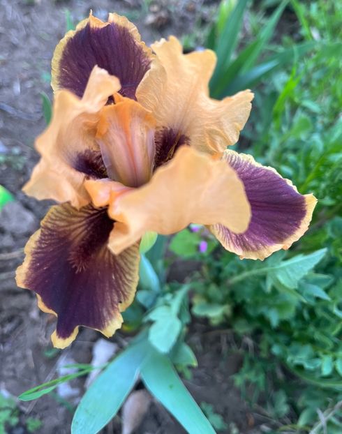 C6C95A00-56CA-41A4-84F9-F2AB24902FA4 - IRISI 2021 22