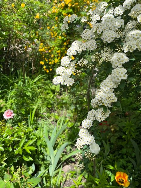 68C78FB5-3F4C-4AD7-A038-54044B7C4821 - Arbuști 2021-2023