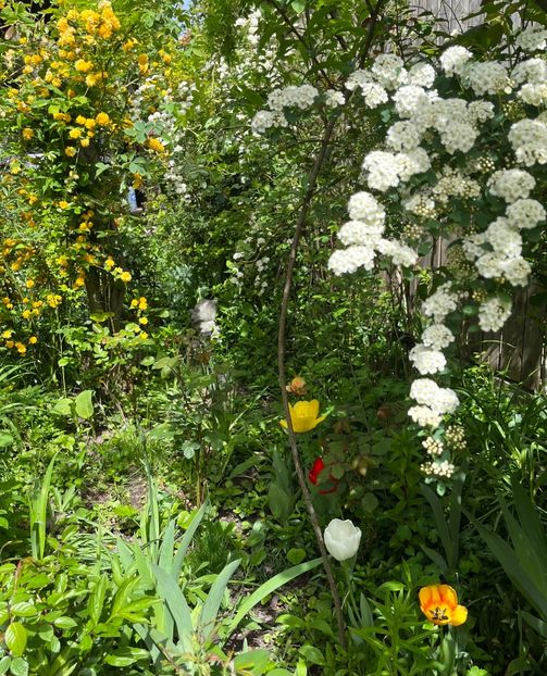 A96EA1D7-8F03-45D4-9F5D-FAF20095428D - Arbuști 2021-2023