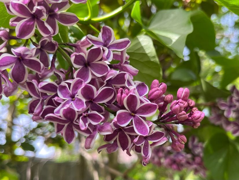 65C6E88E-43B5-4FB0-9F2B-C8D1D55A6414 - Arbuști 2021-2023