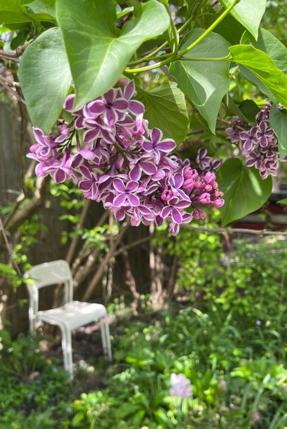 697D6023-213D-420D-A869-A0CF876D7891 - Arbuști 2021-2023