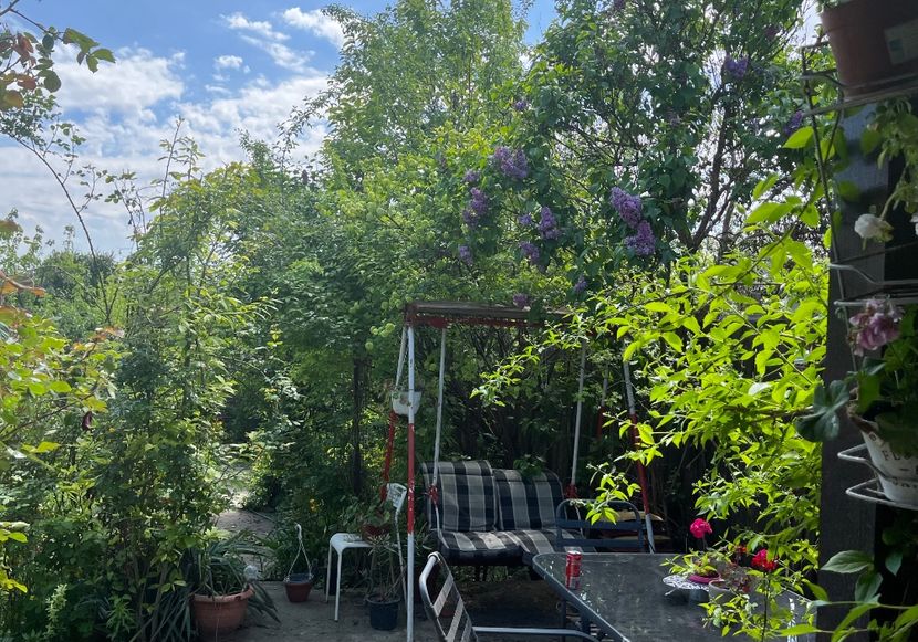 76C3227A-1680-4110-AEA6-BB9069B0927C - Arbuști 2021-2023