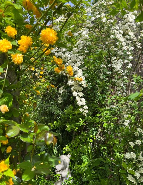 77D1DD2A-CAEB-44F3-A484-58A85A7577E2 - Arbuști 2021-2023