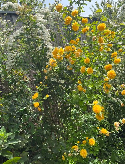 A5F2FB45-E05C-4F4A-B0C4-EBC3AC387E26 - Arbuști 2021-2023