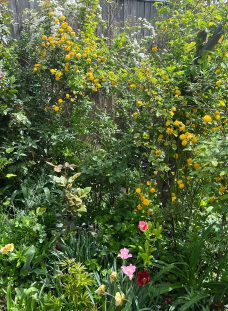 B2F70F0C-1087-425A-9056-73F1EA39885B - Arbuști 2021-2023