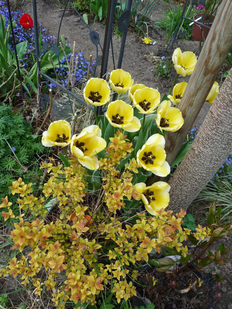  - 2022 - 01 - Primavara