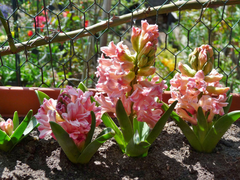  - 2022 - 01 - Primavara