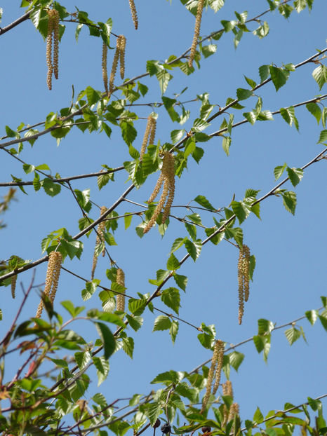  - 2022 - 01 - Primavara