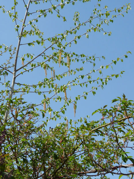  - 2022 - 01 - Primavara